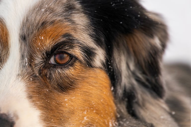 Visión canina, imagen ilustrativa.