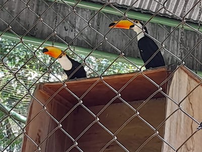 Tucanes forman parte de la colección zoológica del Refugio Faunístico Atinguy de Yacyretá.