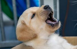 Dientes de cachorro.