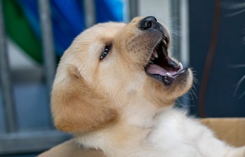 Dientes de cachorro.
