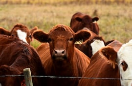 Carne bovina: último paso hacia la conquista total del norte