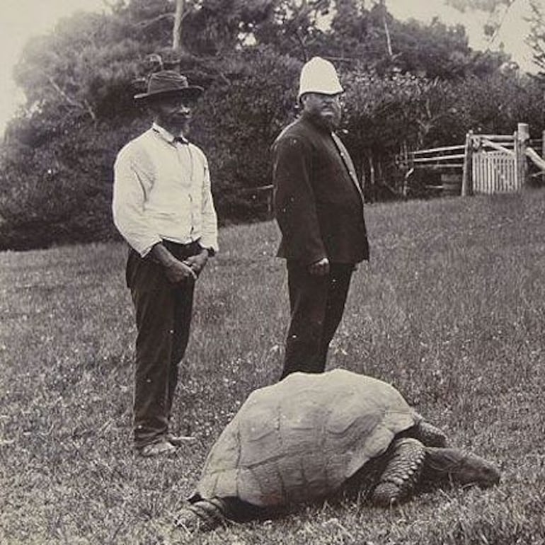 La tortuga Jonathan, en 1886.