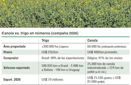 Canola vs. Trigo