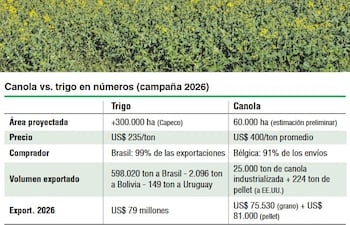 Canola vs. Trigo