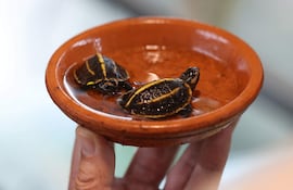 El veterinario y propietario del santuario de tortugas A Cupulatta, Pierre Moisson, sostiene crías de tortuga Melanochelys tricarinata nacidas por primera vez en un zoológico europeo, en Ajaccio, en la isla mediterránea francesa de Córcega, el 6 de junio de 2025.