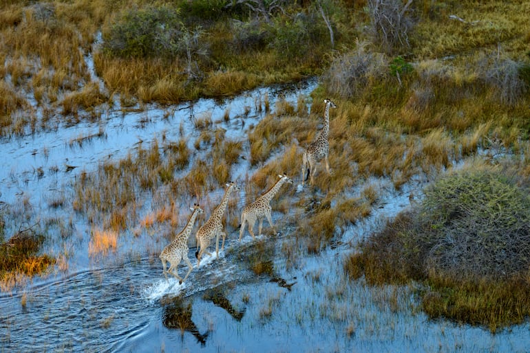 Jirafas en Okavango, Botsuana.