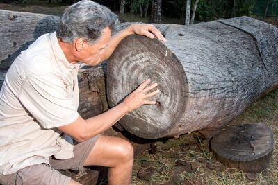 Anillos de los árboles.