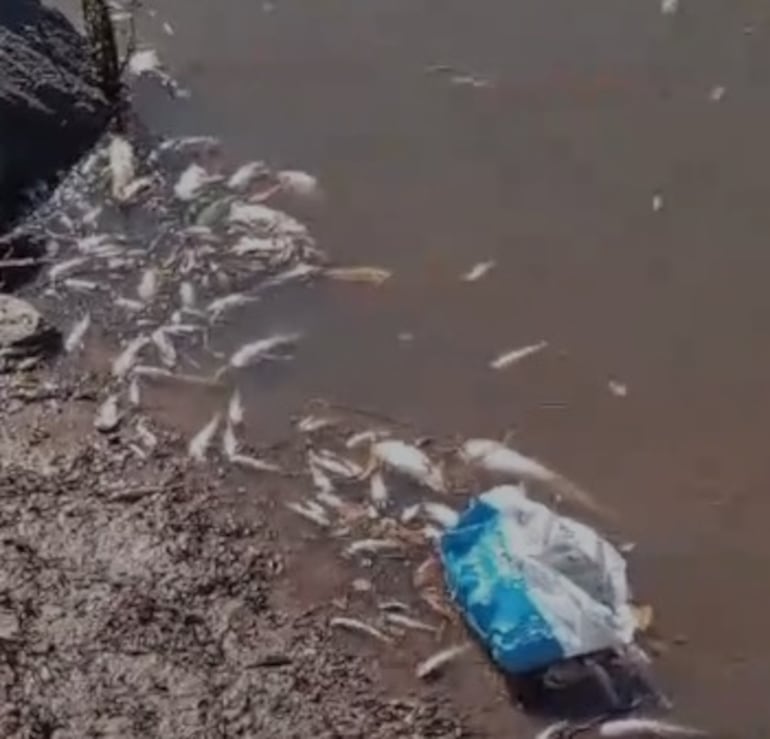 Mortandad de peces Caazapa