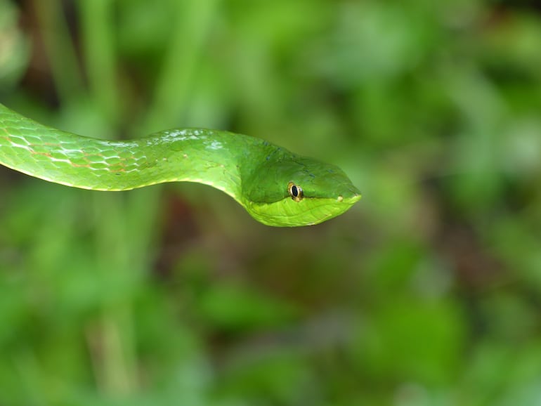 Oxybelis fulgidus.
