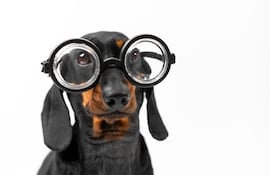 Visión canina, imagen ilustrativa.