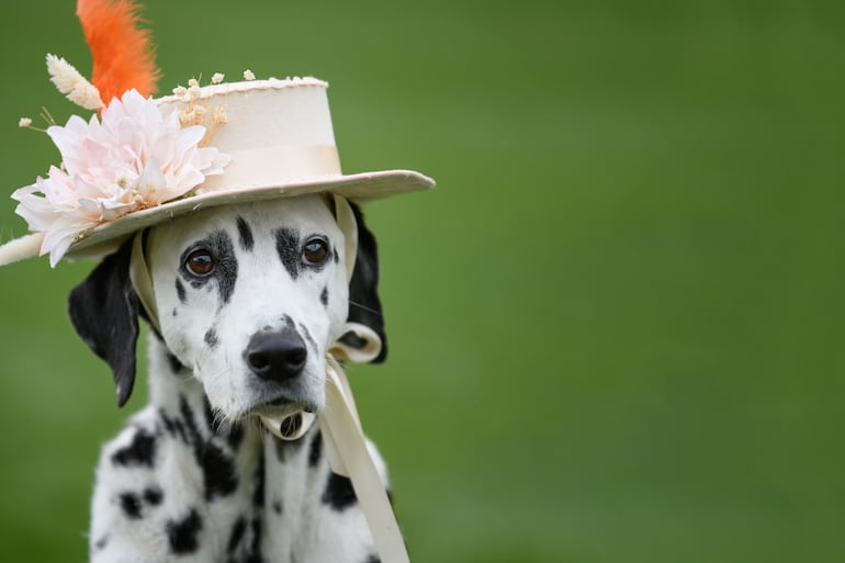 Perro de la raza dálmata con un sombrero elegante.