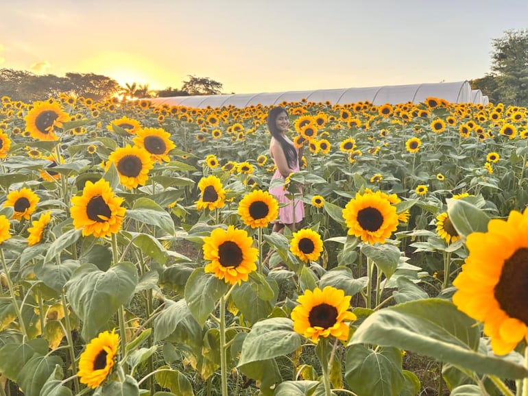 Los atardeceres en el campo de girasoles son únicos.