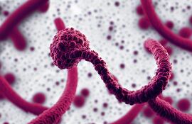 Virus del ébola, imagen ilustrativa.