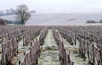 Esta fotografía, tomada el 18 de diciembre de 2022, muestra viñedos cubiertos de escarcha cerca de Villers-Allerand, en el noreste de Francia. Sequía aquí, heladas tardías allá, lluvias continuas en otros lugares.