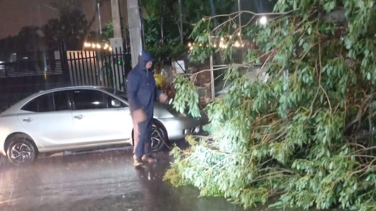 Caída de rama cortó el tránsito en Encarnación tras un temporal