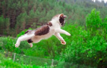 Gato cayendo.