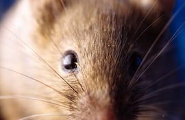 En Paraguay, el reservorio del Hantavirus es la rata conocida como “laguna negra”.