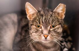 Gato con el sistema inmunológico debilitado.