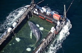 Una fotografía aérea tomada el 29 de abril de 2026 muestra a la ballena jorobada rescatada en una barcaza especial a lo largo de la costa danesa, de regreso al mar del Norte después de quedar varada en un banco de arena cerca de la ciudad de Lübeck a finales de marzo.