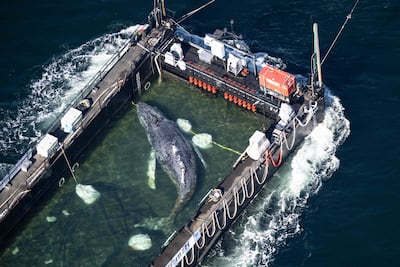 Una fotografía aérea tomada el 29 de abril de 2026 muestra a la ballena jorobada rescatada en una barcaza especial a lo largo de la costa danesa, de regreso al mar del Norte después de quedar varada en un banco de arena cerca de la ciudad de Lübeck a finales de marzo.