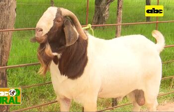 Conociendo las características de la raza Boer