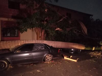 Árbol cae sobre auto y deja barrios sin energía.