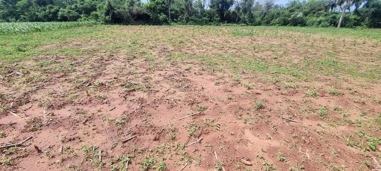 La producción de mandioca totalmente arruinado.