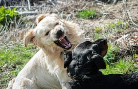 Perro de pelaje claro muestra los dientes a un perro negro que responde en actitud protectora, con vegetación de fondo.