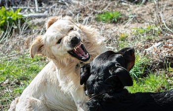 Perro de pelaje claro muestra los dientes a un perro negro que responde en actitud protectora, con vegetación de fondo.