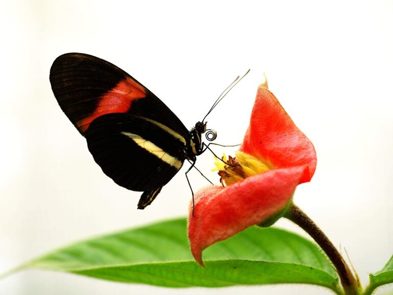 Las enigmáticas mariposas del género Heliconius han fascinado a la ciencia desde hace siglos y, ahora, un grupo de investigadores acaba de descubrir uno de sus secretos: su excepcional longevidad se debe a una adaptación evolutiva para aprovechar los nutrientes del polen.