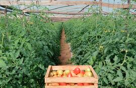 Imagen ilustrativa: producción de tomates en el departamento de Caaguazú