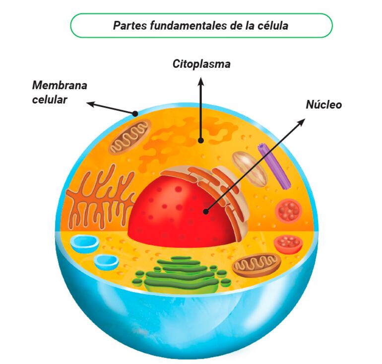 Funciones de la célula