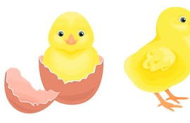 Cómo nacen los pollitos