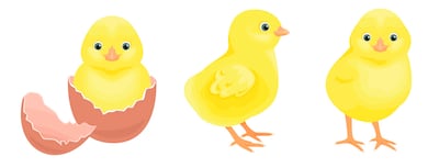 Cómo nacen los pollitos