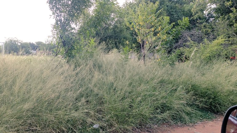 Abandono y suciedad en la Avenida Itá Ybaté de Luque.