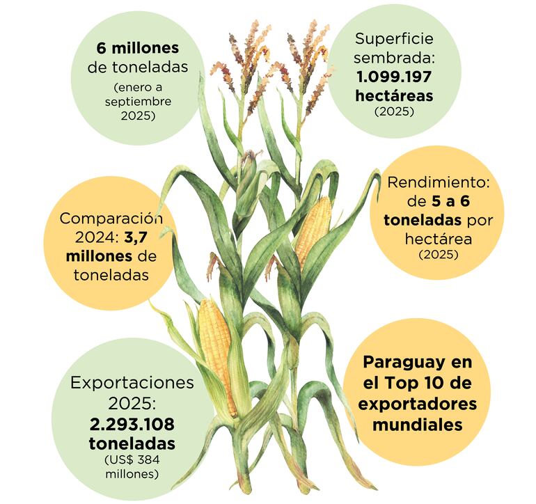 Producción de maíz crece 237%