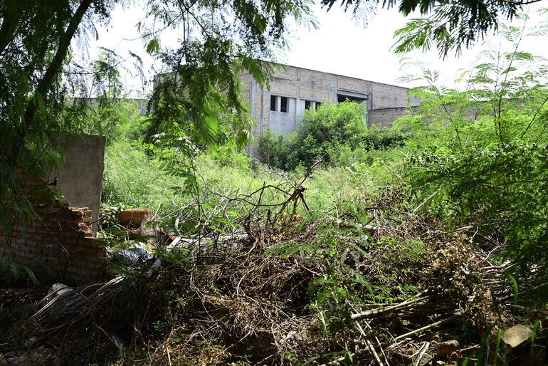 Totalmente cubierto de malezas. Así está el predio abandonado del INAN.