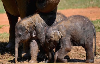El elefante utiliza una amplia gama de recursos para saludar o llamar la atención de su congénere.
