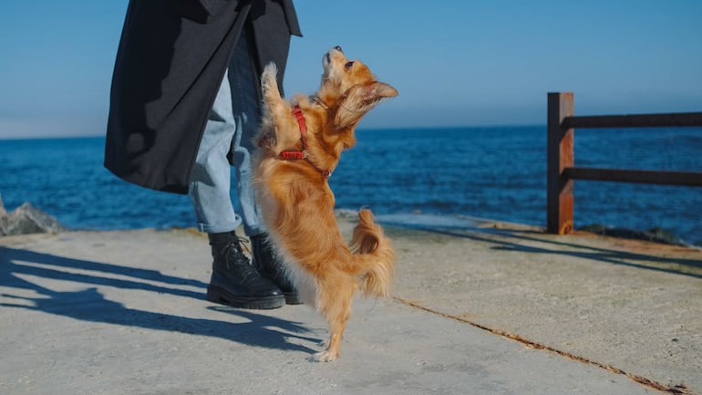 Perro y su humana.