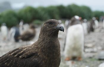 Vista de un págalo pardo subantártico, una de las especies contagiadas por gripe aviar en la región antártica según informa hoy un estudio recogido en Nature Communications. La gripe aviar sigue expandiéndose: un estudio recogido este martes en la revista Nature Communications informa de la detección del virus H5N1 en varias especies de aves y mamíferos de las regiones antártica y subantártica de las Malvinas y Georgia del Sur (al sudoeste de esas islas). Los investigadores, del Reino Unido, han llevado a cabo un amplio muestreo y vigilancia de la fauna de las citadas regiones durante los veranos de 2022 y 2023. Su análisis ha revelado la presencia del virus H5N1 en múltiples especies de aves, como el págalo pardo, el albatros de ceja negra, el cormorán de Georgia del Sur y el charrán antártico; y de mamíferos marinos, como el elefante marino o los lobos de mar antárticos.