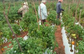 El productor Pablino Candia y sus hijos trabajan en una de las parcelas con cultivo de tomate en su finca.