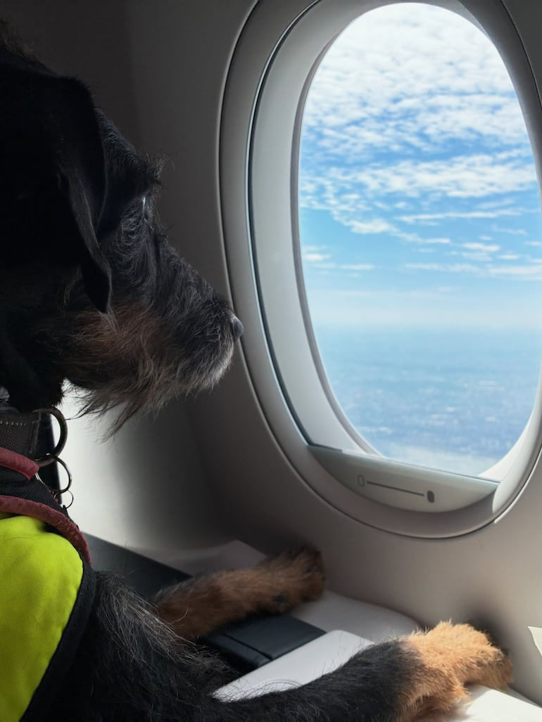 Bowie en un avión. "En este viaje a Madrid adquirió nacionalidad española", contó Marcelo Martinessi. (Instagram/Marcelo Martinessi)