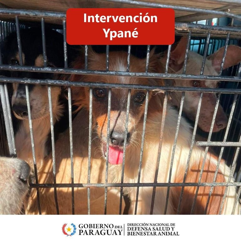 Grupo de tres perros en jaula durante la intervención de la Dirección Nacional de Defensa, Salud y Bienestar Animal.