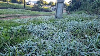 Panorama de un campo con densa vegetación y estructura de concreto al fondo, sin personas visibles.