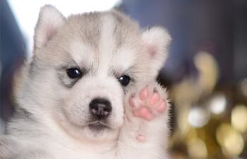 Invitan a marchar por los derechos de los animales, este miércoles, en la Costanera de Asunción.