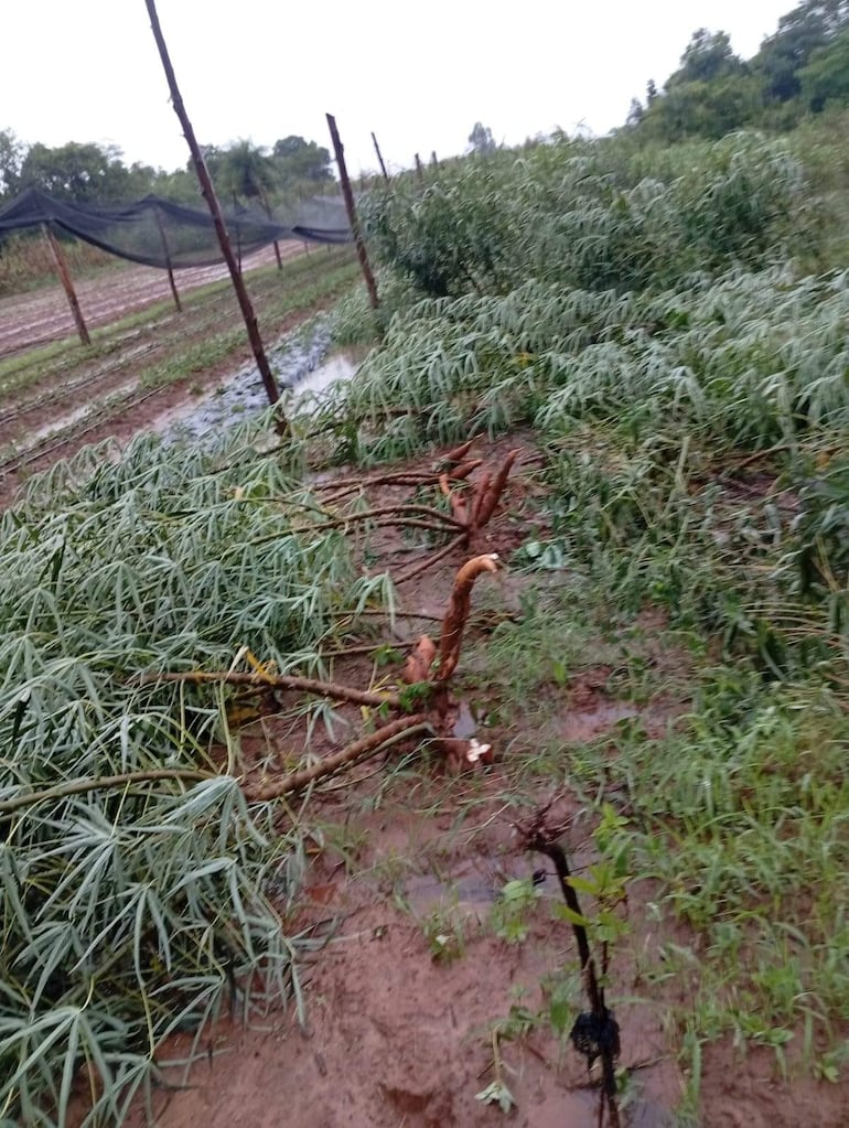 Una tormenta destruyó cultivos de mandioca y maíz en Ybytymí, causando daños en el terreno agrícola.