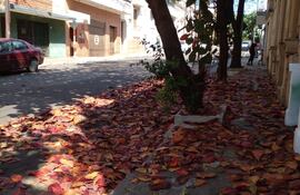 Los árboles pierden sus hojas en invierno ayudados por los vientos.