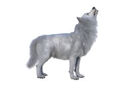 Dire wolf o lobo terrible, imagen ilustrativa.