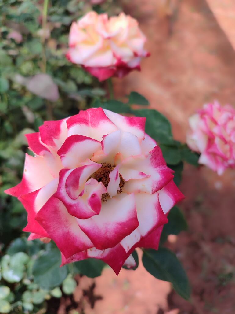Las flores de Cabañas brindan un ambiente primaveral al hogar.