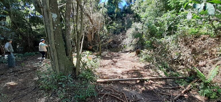 En San Pedro y Canindeyú se deforesta constantemente. Archivo,